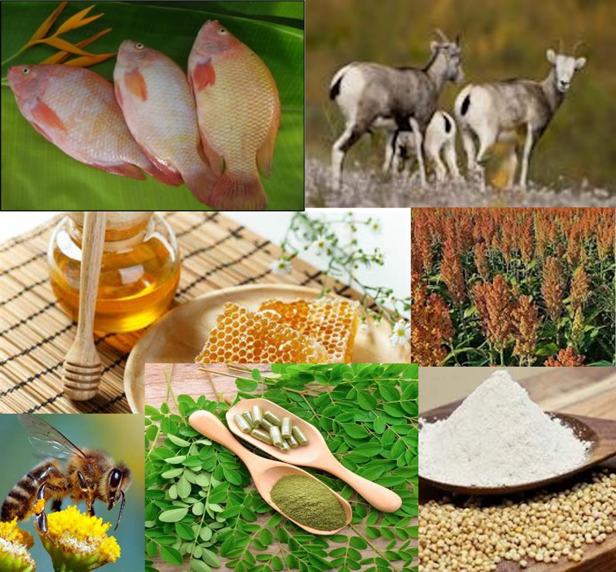 Production et Commercialisation - Jecyhm Bible et Vie